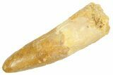 Fossil Spinosaurus Tooth - Real Dinosaur Tooth #363074-1